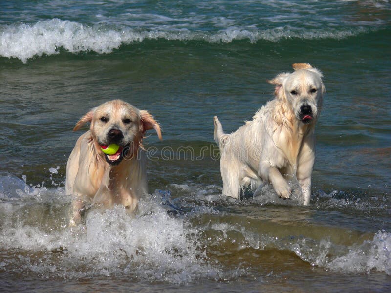 Golden retriever