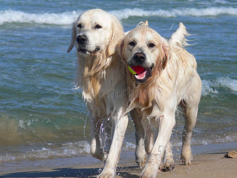 Golden retriever