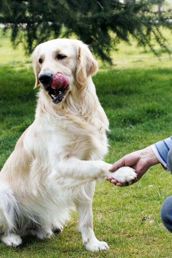 Golden retriever