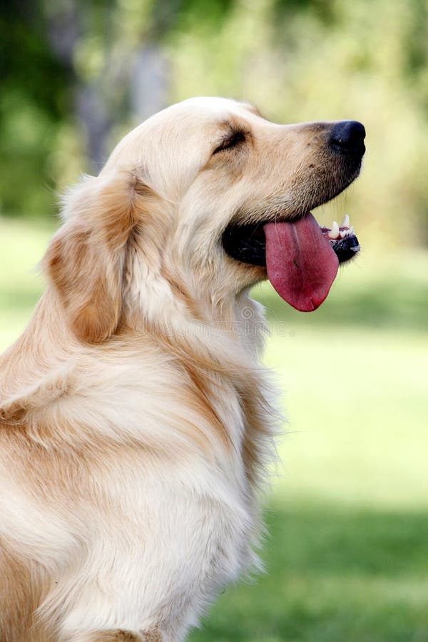 Golden retriever