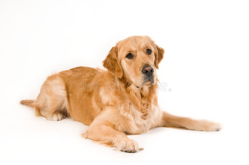 Golden Retriever Picture. Image 8286098