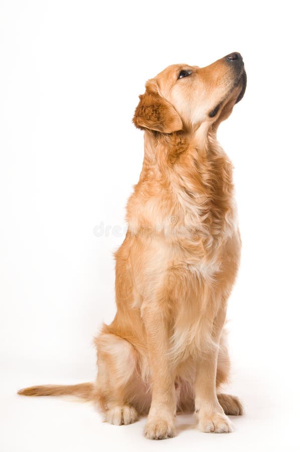 Golden Retriever stock images
