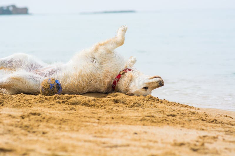 Golden Retriever on the Beach Stock Image Image of movement, golden