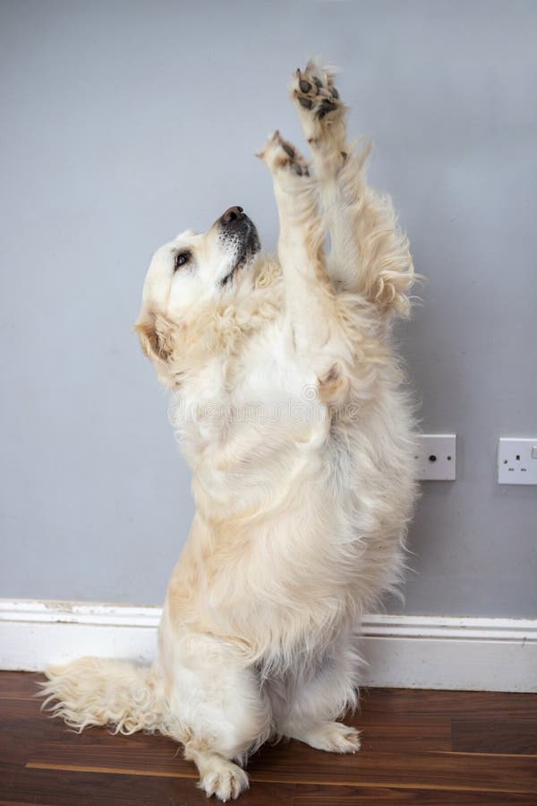 Golden retriever blanc se tenant sur deux jambes et soulevant les autres deux en tant que lui pour donner de hauts cinq image libre de droits Golden retriever blanc se tenant sur deux jambes et soulevant les autres deux en tant que lui pour donner de hauts cinq image libre de droits