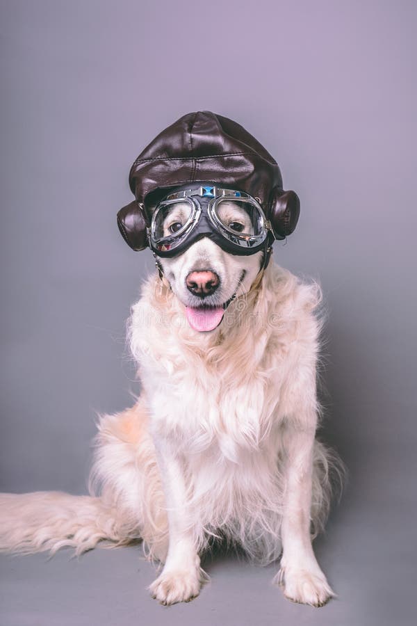 Golden retriever blanco con el casco del aviador del vintage y gafas contra un fondo inconsútil gris foto de archivo Golden retriever blanco con el casco del aviador del vintage y gafas contra un fondo inconsútil gris foto de archivo
