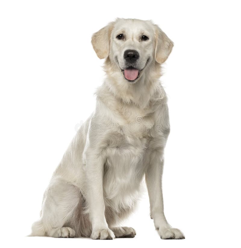 Golden retriever branco que senta-se, 19 meses velho fotografia de stock Golden retriever branco que senta-se, 19 meses velho fotografia de stock
