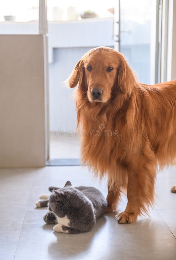 Golden Retriever and British Short Hair Cat Stock Image - Image of  friendly, puppy: 113623765