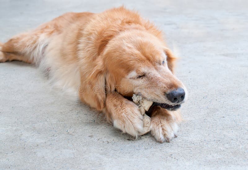 Golden retriever chewing stock image. Image of rawhide 23797513