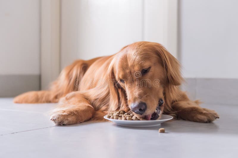 Golden retriever, configuração no assoalho para comer o alimento para cães imagens de stock Golden retriever, configuração no assoalho para comer o alimento para cães imagens de stock