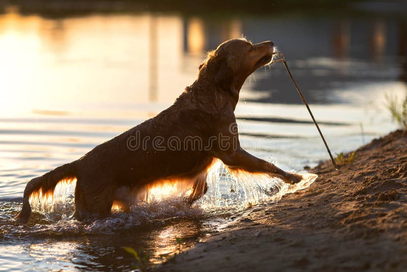 Golden retriever, das Spaß auf dem Strand hat lizenzfreie stockfotos Golden retriever, das Spaß auf dem Strand hat lizenzfreie stockfotos