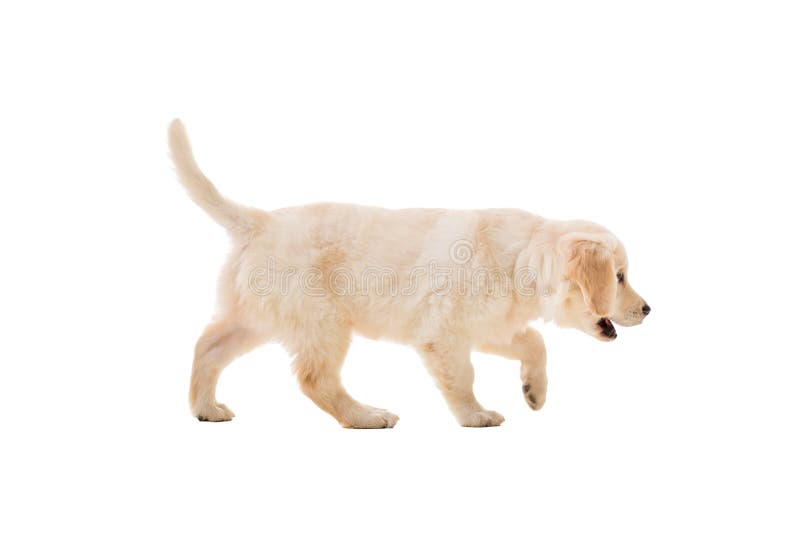 Golden retriever del perrito en un fondo blanco fotografía de archivo libre de regalías Golden retriever del perrito en un fondo blanco fotografía de archivo libre de regalías