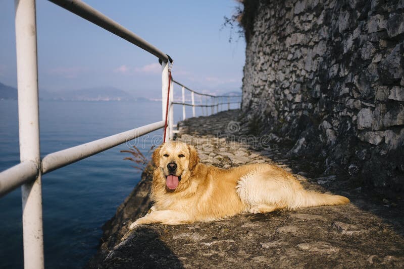 Golden retriever derecho que presenta mientras que camina a lo largo del lago foto de archivo libre de regalías Golden retriever derecho que presenta mientras que camina a lo largo del lago foto de archivo libre de regalías