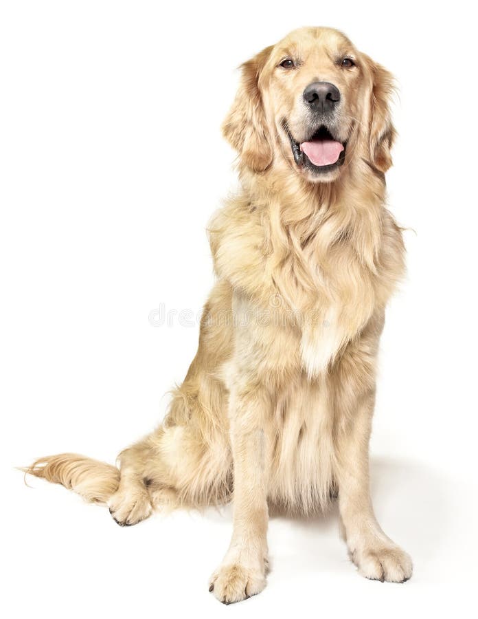 Golden Retriever seduto immagine stock