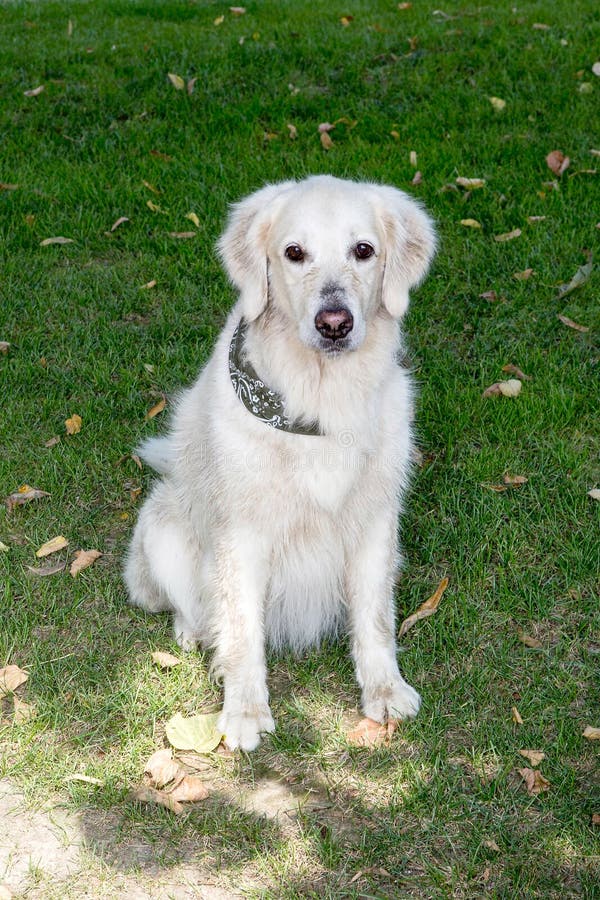 A Dirty Golden Retriever Pet Gundog Stock Image Image of muddy
