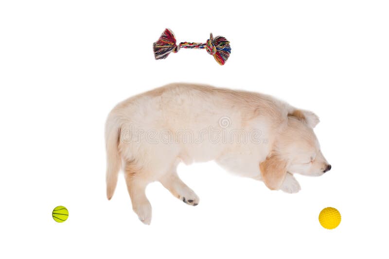 Golden retriever do cachorrinho em um fundo branco isolado imagem de stock royalty free Golden retriever do cachorrinho em um fundo branco isolado imagem de stock royalty free