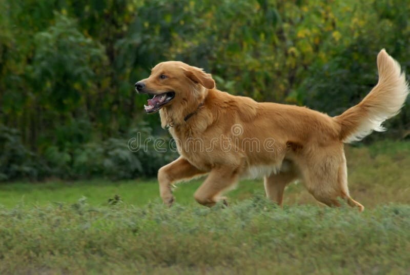 Golden retriever dog