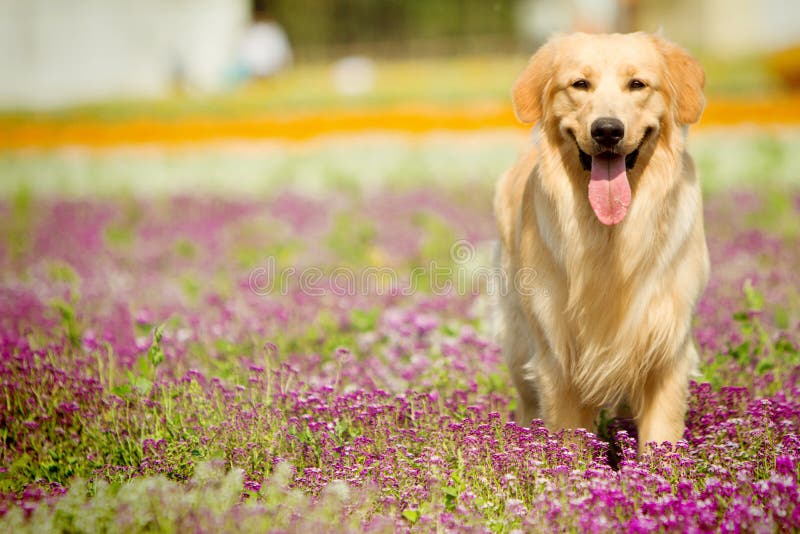 D'oro il cane nel parco.