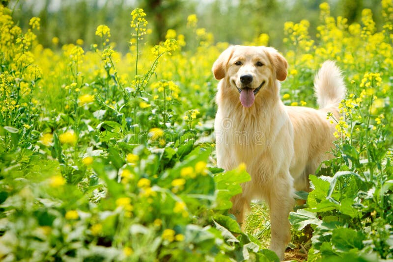 Golden retriever dog royalty free stock images