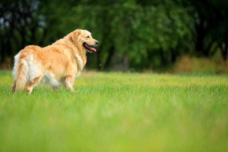 Golden retriever dog