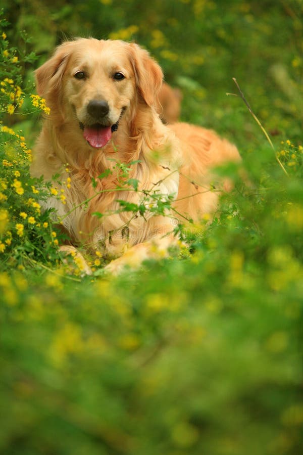 Golden retriever dog