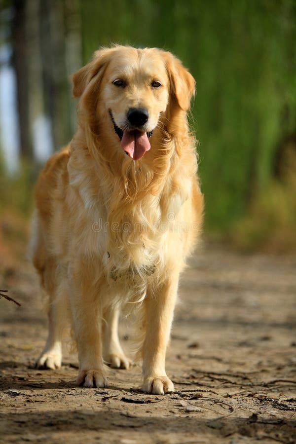 Golden retriever dog