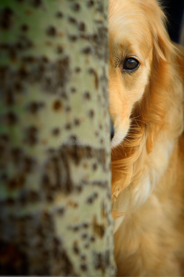 Golden retriever dog