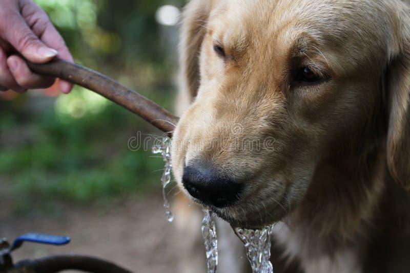 111 Golden Retriever Drinking Water Stock Photos Free & RoyaltyFree