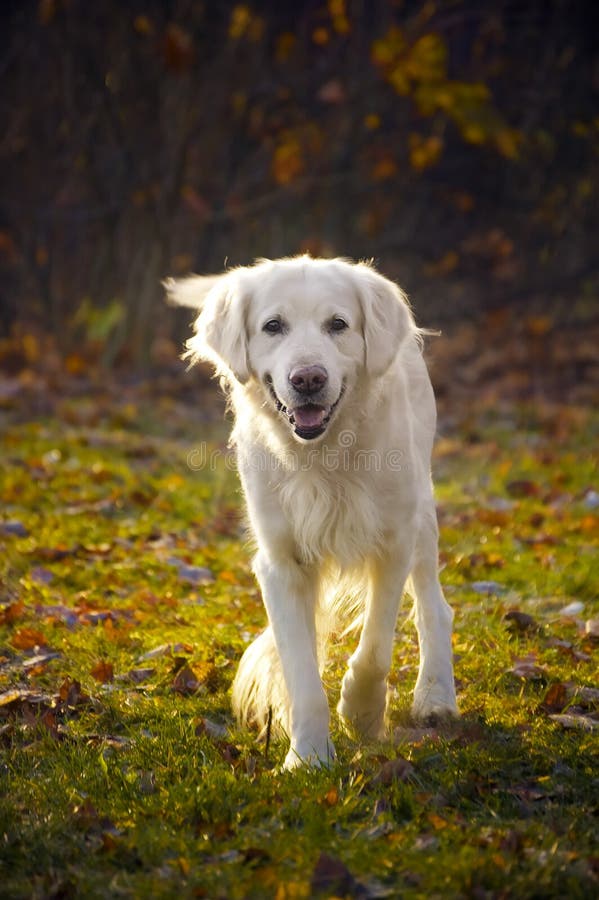 3,378 Golden Retriever Dog Sunset Stock Photos - Free & Royalty-Free ...