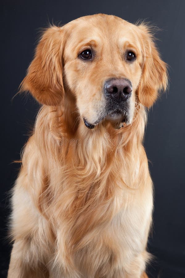 Golden Retriever Dog Sitting On White Stock Image Image Of Indoors Looking 34419509