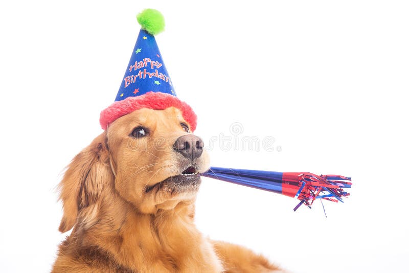 golden retriever birthday hat