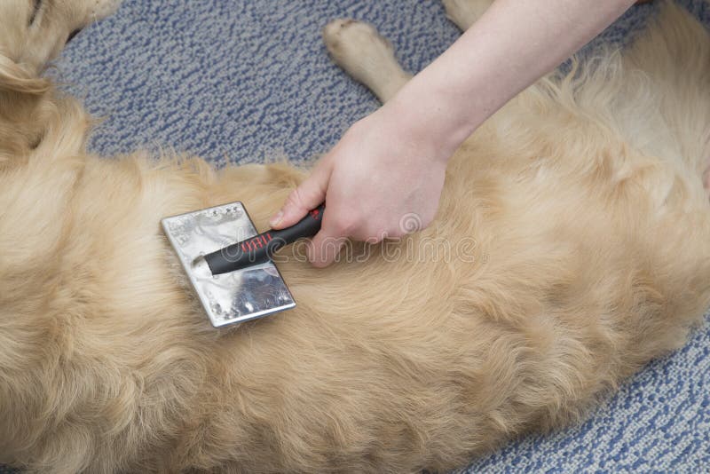 A Golden Retriever Dog is Combed with a Special Brush Stock Image