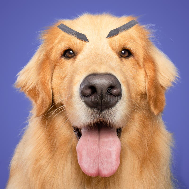 Angry Golden Retriever