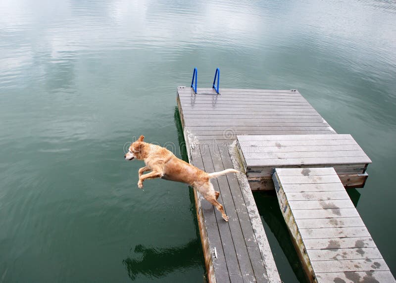 Golden Retriever Dog Jumps Off Dock Stock Photo - Image of dive, glossy ...