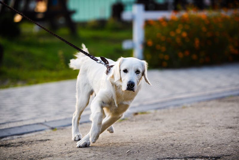 Golden Retriever Dog Puppy in the Park Stock Image Image of puppy