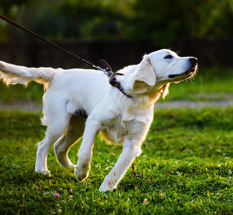 Golden Retriever Dog in the Park Stock Photo Image of pedigree