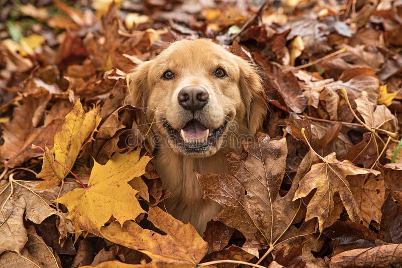 Golden Retriever Dog in a Pile of Fall Leaves Stock Image Image of
