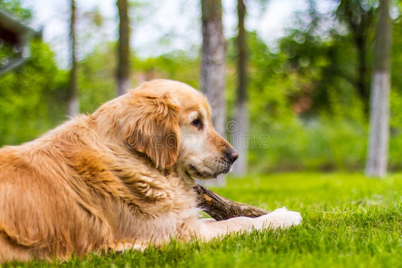 Golden retriever dog playing in the grass