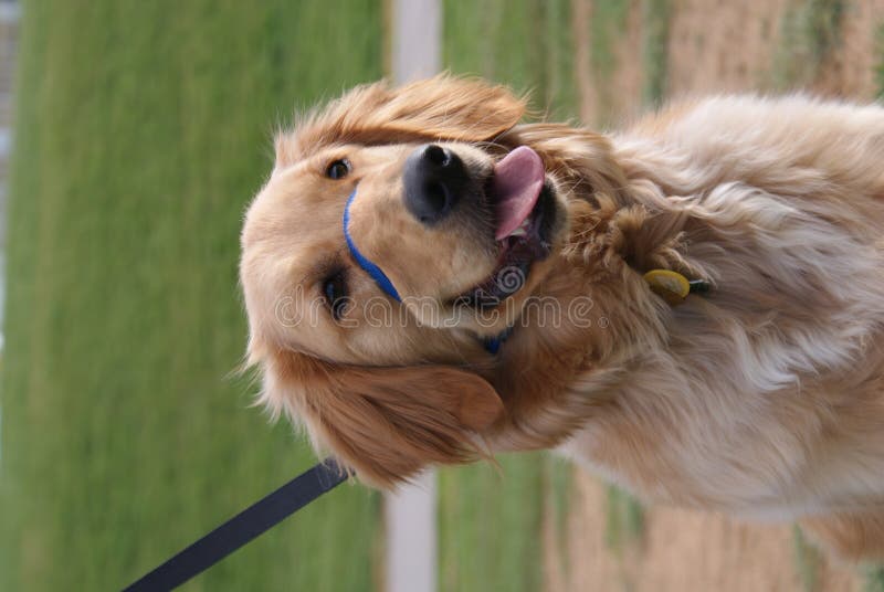 Golden Retriever Dog Sitting Picture. Image 5723148