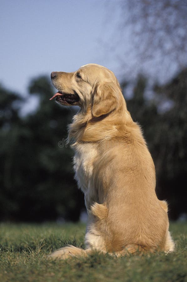 Golden Retriever, Dog Sitting on Grass Stock Image Image of outdoor