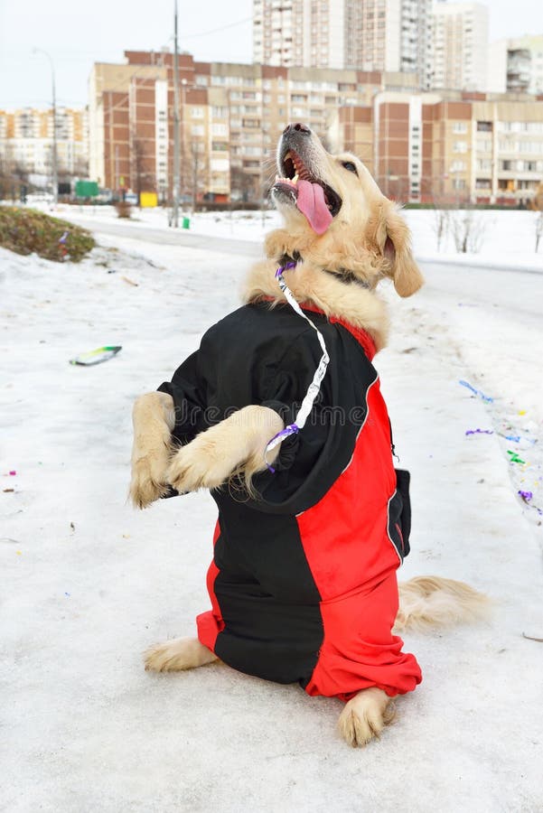 Labrador Retriever Standing Hind Legs Photos Free & RoyaltyFree
