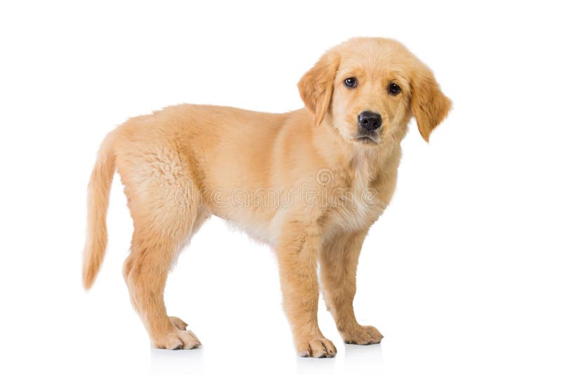 Golden retriever dog standing isolated in white background