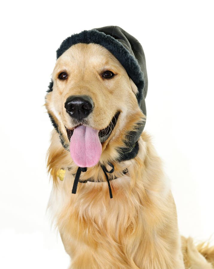 140+ Dog winter hat Free Stock Photos StockFreeImages