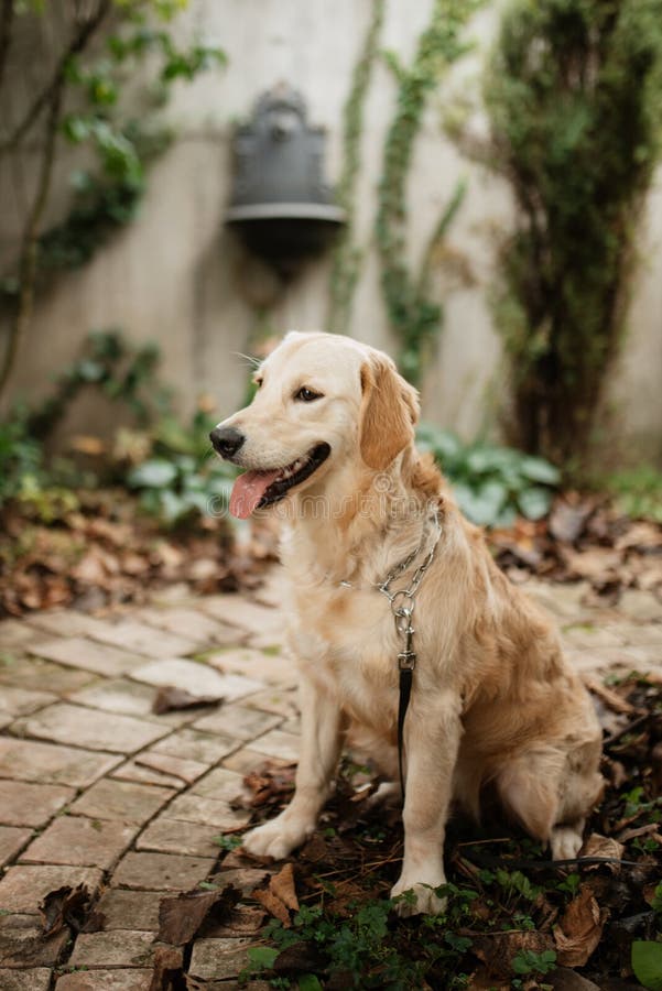 Golden Retriever Dog at a Wedding Stock Image Image of delight