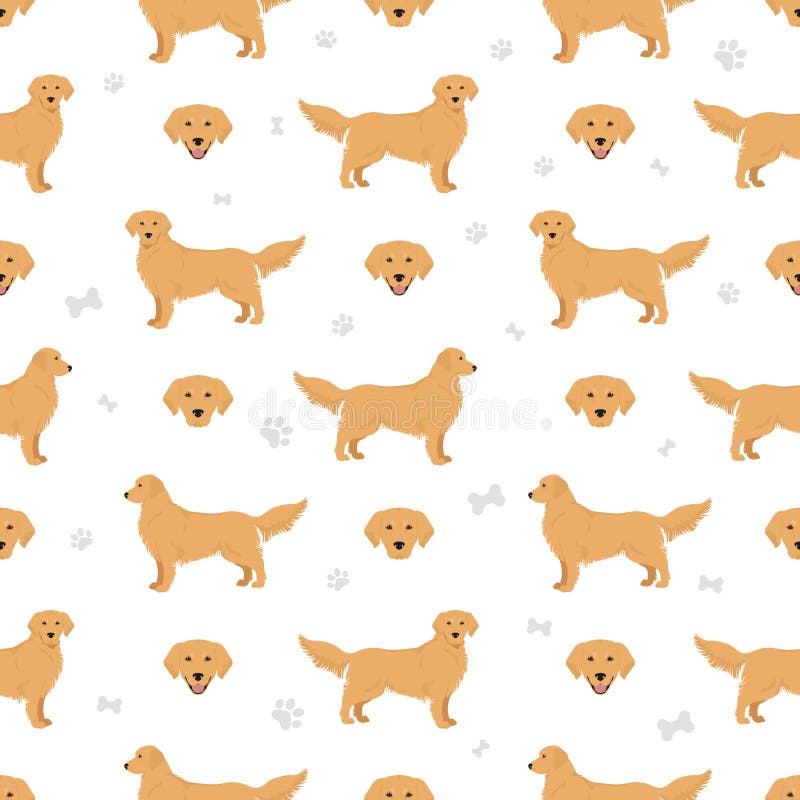 different colored golden retrievers