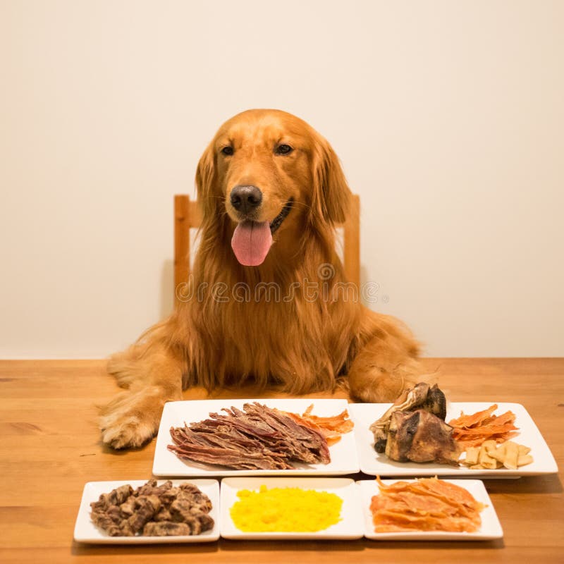 Golden Retriever Eating at the Table Stock Photo Image of dinner