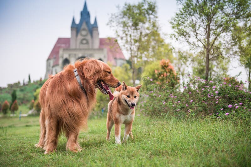 Golden retriever en het spel van Shiba Inu in het Park stock foto Golden retriever en het spel van Shiba Inu in het Park stock foto