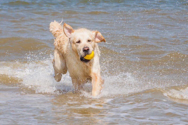 Golden Retriever En La Playa Imagen de archivo Imagen de agua, océano