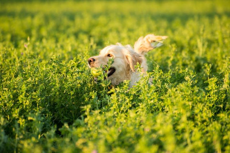 Golden Retriever En Los Campos Imagen de archivo Imagen de amor, boca