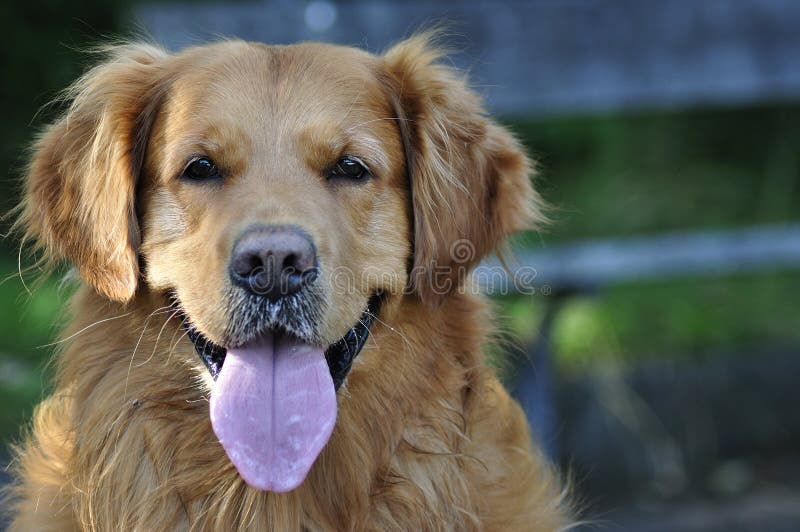 What Age Do Golden Retrievers Get White Faces
