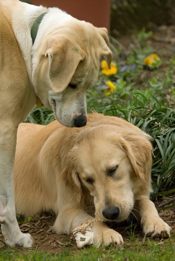 Golden Retriever and friend